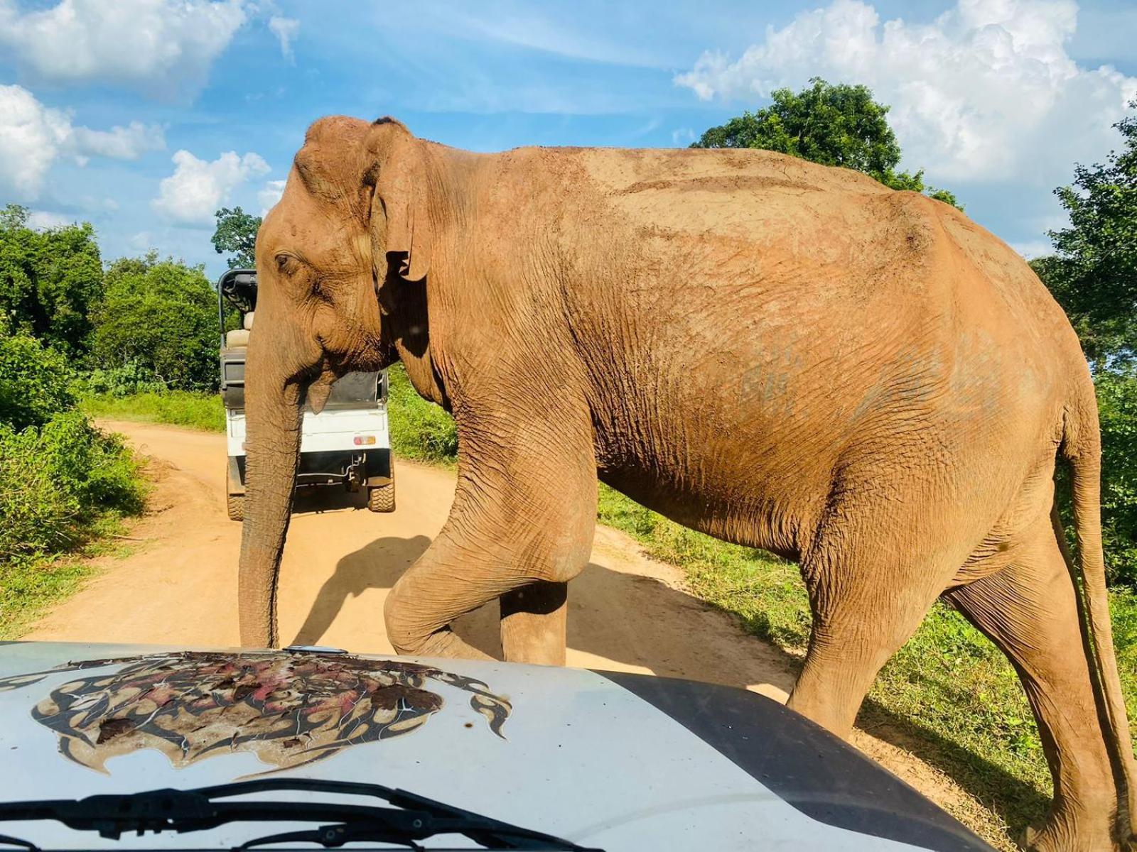 Masiya Safari Service Udawalawe Hotel ภายนอก รูปภาพ