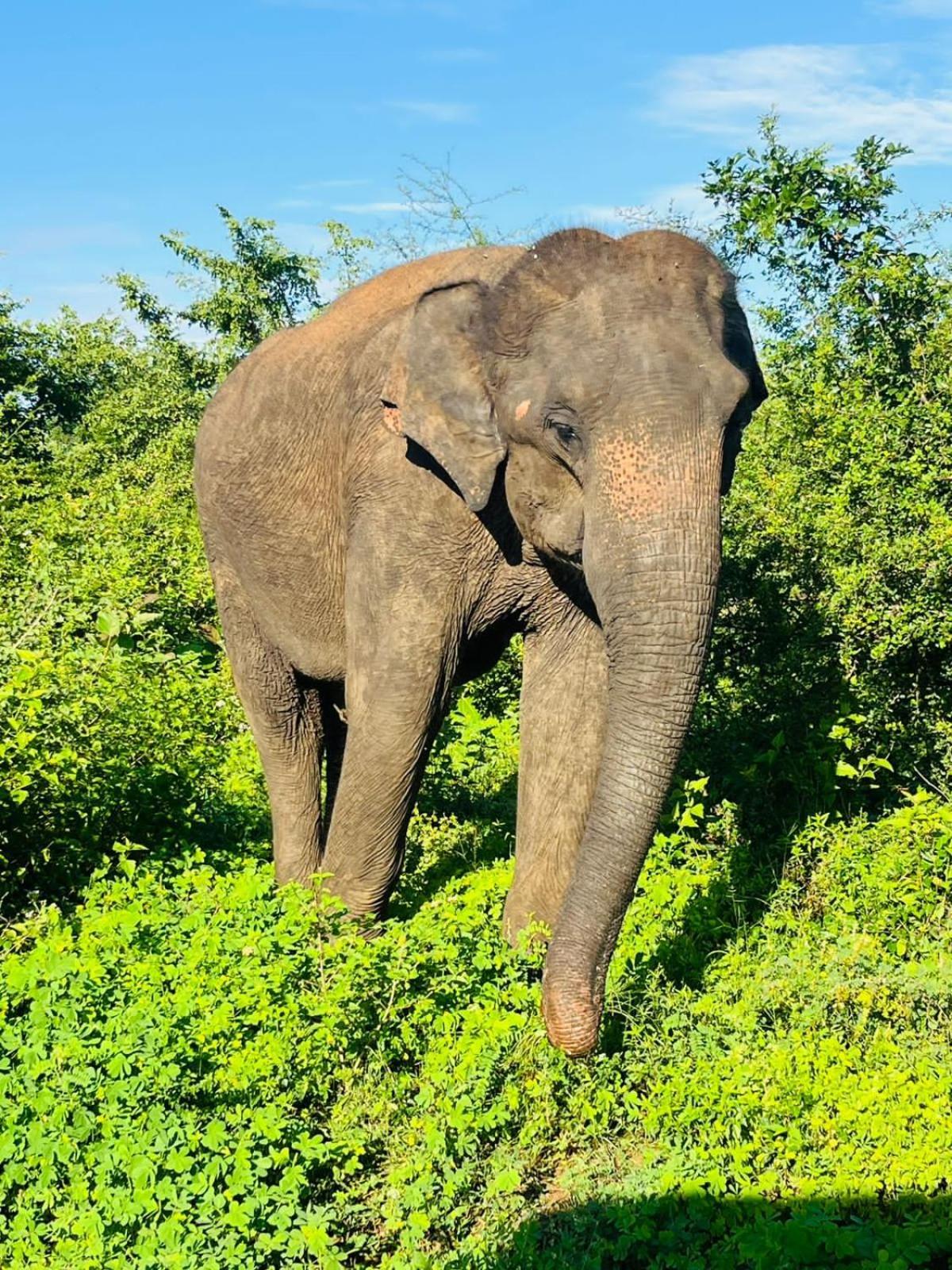 Masiya Safari Service Udawalawe Hotel ภายนอก รูปภาพ