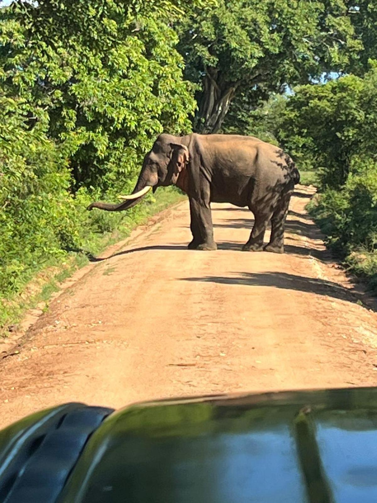 Masiya Safari Service Udawalawe Hotel ภายนอก รูปภาพ