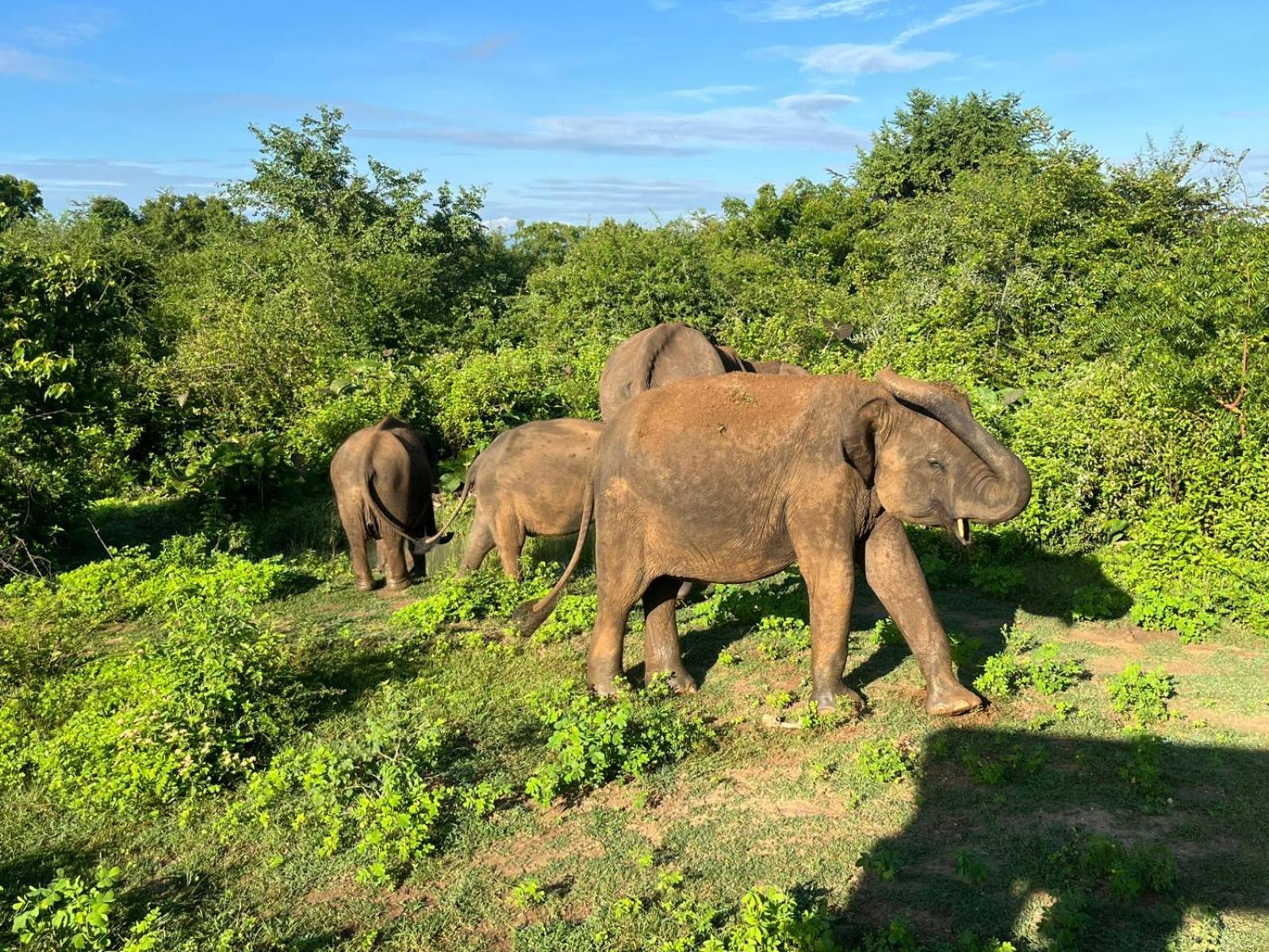 Masiya Safari Service Udawalawe Hotel ภายนอก รูปภาพ