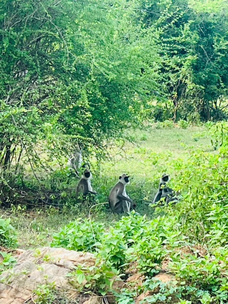 Masiya Safari Service Udawalawe Hotel ภายนอก รูปภาพ